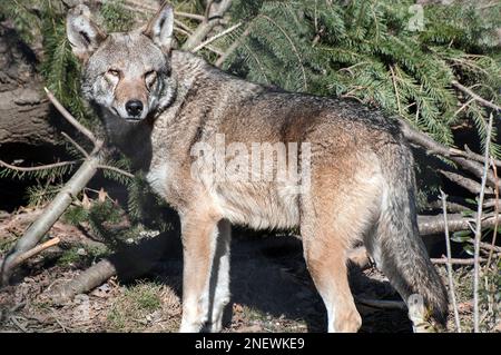 Lupo rosso corpo pieno rivolto a sinistra guardando la macchina fotografica di fronte al pino e tronchi caduti Foto Stock