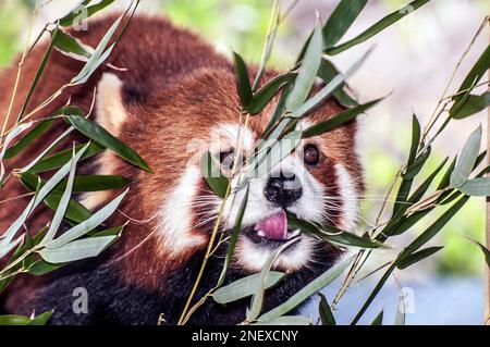 Panda rosso mangiare foglie di bambù guardando la macchina fotografica, primo piano Foto Stock