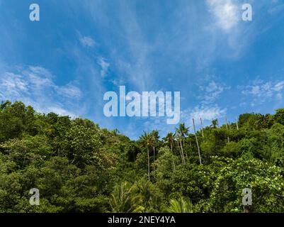 Isola vulcanica rocciosa con giungla e foresta pluviale. Isola APO. Negros, Filippine. Foto Stock