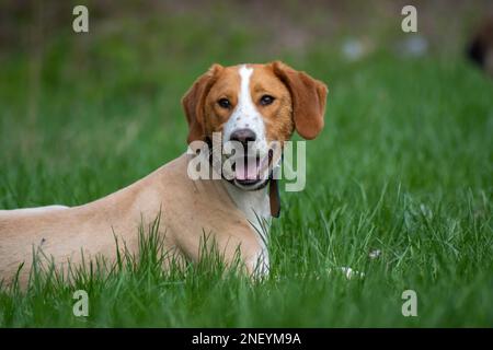 Cane rifinito posa alla macchina fotografica sul prato Foto Stock