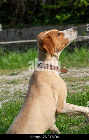 Cane da caccia in attesa del comando del proprietario nella giornata di sole Foto Stock