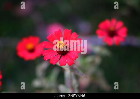 Fiori di Zinnia rossa nel cortile, nel villaggio di Belo Laut nel pomeriggio Foto Stock