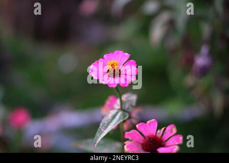 Fiori di Zinnia rosa nel cortile, nel villaggio di Belo Laut nel pomeriggio Foto Stock