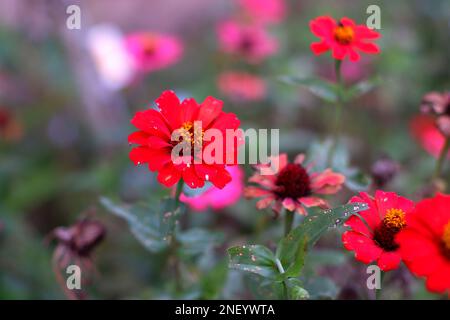 Vari colori dei fiori di Zinnia nel cortile, nel villaggio di Belo Laut nel pomeriggio Foto Stock