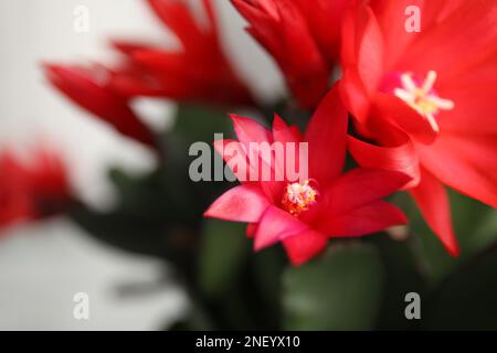 Bella fioritura Schlumbergera (cactus di Natale o del Ringraziamento), primo piano Foto Stock