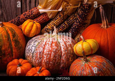 Abbondanza di colori autunnali, colori caldi del raccolto autunnale, mais indiano Foto Stock