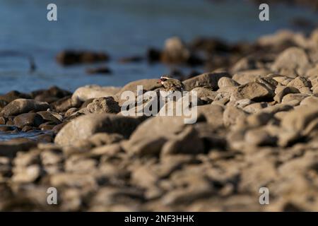 Un uccello a puntello dalla parte nera si erge sulle rocce sulla riva del lago in una giornata di sole con sfondo sfocato Foto Stock