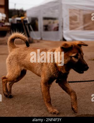 Un giovane cane Jindo, un tipo di razza coreana di cane all'Hahoe Folk Village di Andong, Corea del Sud. Foto Stock