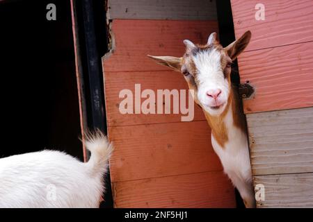 Capra marrone e bianco mini pygmy si affaccia il viso dalla porta aperta della stanza scura. Foto Stock