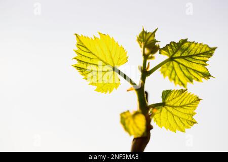 Foglie giovani e ramo di vite che splendente al sole Foto Stock