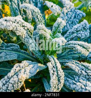 Brassica oleracea 'Toscana Nera' coperta di gelo Foto Stock