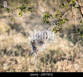 Nido di Ragno sociale africano (Stegodyphus Dumicola) nel Parco Nazionale di Kruger, Sudafrica Foto Stock