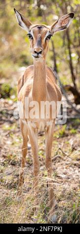 Ritratto femminile di Impala (Aepyceros Melampus) nel Parco Nazionale di Kruger, Sudafrica Foto Stock