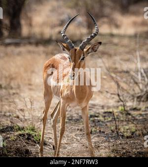 Male Impala (Aepyceros Melampus) nel Parco Nazionale di Kruger, Sud Africa Foto Stock