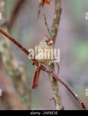 Un colpo verticale di un uccello cardinale settentrionale femmina arroccato su un ramo di albero. Foto Stock