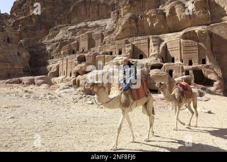 Beduinen mit Reitkamelen, verlassene Felsenstadt Petra, al-Batra, Hauptstadt des Reiches der Nabatäer, Jordanien, Unesco-Weltkulturerbe / Bedouin wi Foto Stock