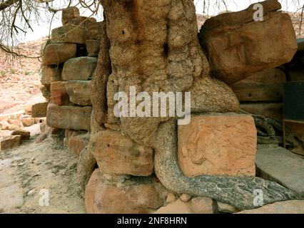 Uralter Baum am Nymphäum, verlassene Stadt Petra, al-Batra, Hauptstadt des Königreichs der Nabatäer, Jordanien, UNESCO-Weltkulturerbe / albero antico Foto Stock