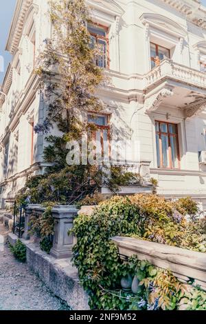 un angolo della casa è cresciuto con un bel thicket Foto Stock