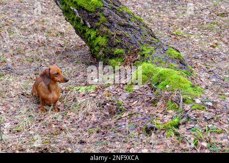 Il dachshund marrone a pelo corto è in piedi accanto ad un albero nella foresta Foto Stock