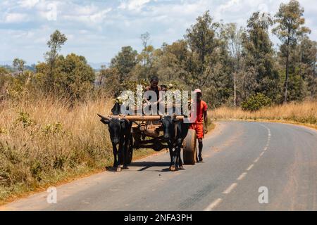 Mandoto, Madagascar - Novembre 1. 2022: Carrozza tradizionale zebu sulla strada. Lo zebu è ampiamente usato come animale di progetto in Madagascar. Foto Stock