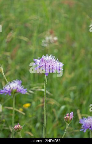 Primo piano di fiore viola di fiore vedova, Knautia Foto Stock