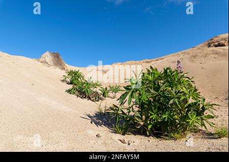 Lupini che crescono in buca di sabbia vecchia Foto Stock