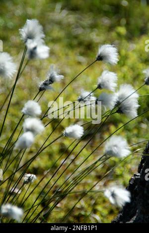 Un colpo verticale dei fiori di cotongrass del calzino contro fondo verde sfocato Foto Stock