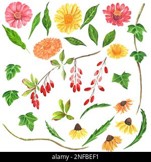 Acquerello e fiori di gargen disegnati a mano: echinacea, barberry, edera, zinnia. Una piccola parte del grande giardino DEGLI UCCELLI set Foto Stock