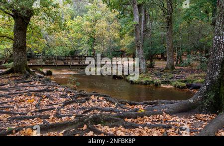 Alberi radici e foglie d'autunno accanto al fiume che scorre sotto ponte di legno nella New Forest, Brockenhurst, Hampshire, Inghilterra, Regno Unito Foto Stock