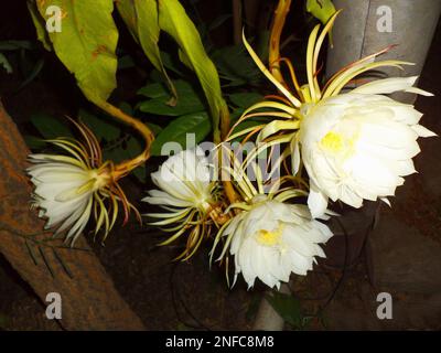 Epiphyllum oxipetalum, il cactus della pipa del Dutchman, principessa della notte o regina della notte, è una specie di cactus. Fiorisce di notte, Satara Foto Stock