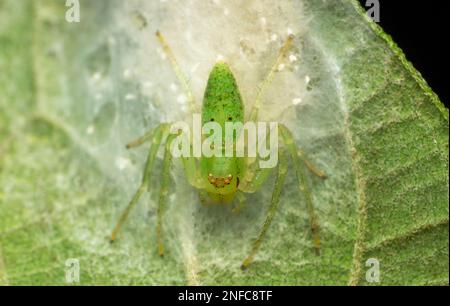 Ragno di granchio di erba, specie di Oxytate, Satara, Maharashtra, India Foto Stock