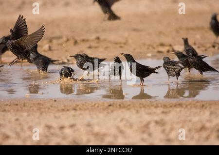 Gregge di comune starling bagno in una pozza nel deserto durante la migrazione Foto Stock