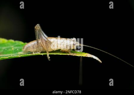 Katydid protetto, specie Arytropteris, Satara, Maharashtra, India Foto Stock