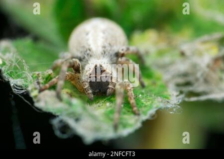 Primo piano del ragno sociale indiano, stegodyphusSpecies, Satara, Maharashtra, India Foto Stock