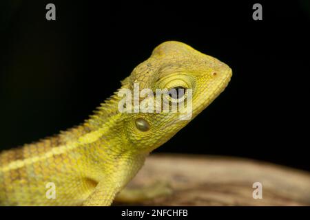 Giovane giardino indiano lucertola, Calotes versicolor, Satara, Maharashtra, India Foto Stock