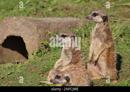 Suricatas (meerkats) guardando intorno con vigilanza Foto Stock