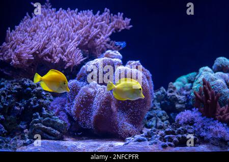 Paesaggio della barriera corallina con tang giallo (Zebrasoma flavescens). Pesci famosi dell'acquario marino. Foto Stock