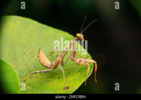 Ninfa di mantide gigante, specie di hirodula, Satara, Maharashtra, India Foto Stock