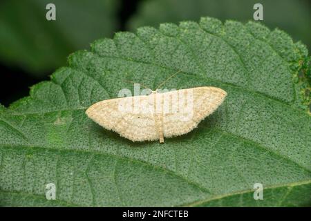 Specie di falene di seta, Satara, Maharashtra, India Foto Stock