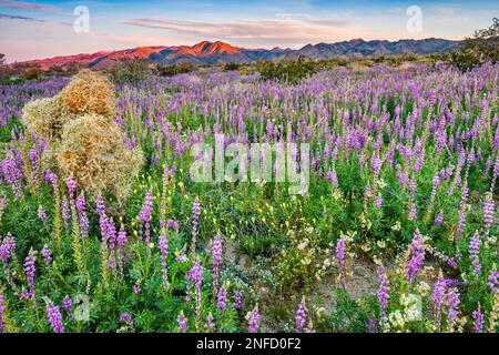 Matita ramificata cholla cactus, Arizona lupino, superbloom 2019 Cottonwood Canyon, alba, Cottonwood Mtns in dist, Joshua Tree Natl Park, California Foto Stock