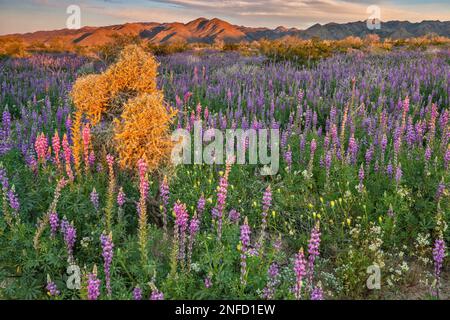 Matita ramificata cholla cactus, Arizona lupino, superbloom 2019 Cottonwood Canyon, alba, Cottonwood Mtns in dist, Joshua Tree Natl Park, California Foto Stock