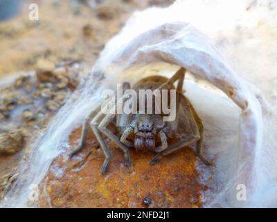 RAGNO DI HUNTSMAN Sparassidae (precedentemente Heteropodidae) sotto la relativa rete, India Foto Stock