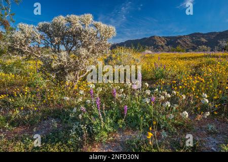 Matita ramificata cholla, Arizona lupino, Cheesebush, papaveri d'oro nel Cottonwood Canyon, Colorado Desert, Joshua Tree National Park, California, USA Foto Stock