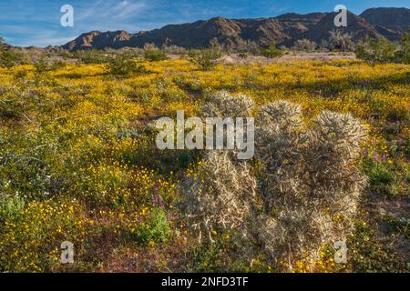 matita ramificata cholla, papaveri d'oro, superfioritura 2019 in Cottonwood Canyon, Cottonwood Mtns in dist, Colorado Desert, Joshua Tree Natl Park California Foto Stock