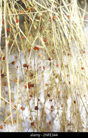 fiori secchi di carota selvaggia insieme con erba secca e spikelets beige su sfondo sfocato Foto Stock