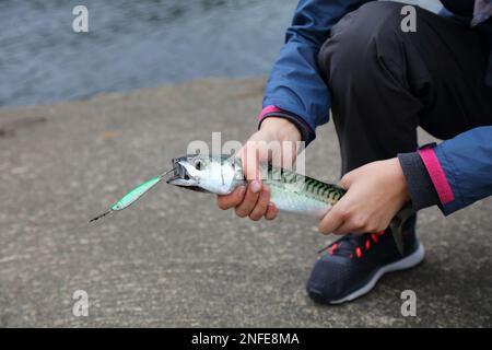 Norvegia pesca - pesce appena pescato. Pescatore che tiene un sgombro con un richiamo artificiale di metallo slug. Foto Stock