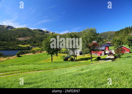 Terreni agricoli e pascoli in Norvegia. Zona agricola nella regione del comune di Sunnfjord (contea di Vestland). Foto Stock