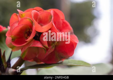 Euphorbia milii, pianta succulenta con fiori rossi luminosi, che cresce nel parco intorno ad una chiesa. Antigua, Fuerteventura, Isole Canarie, Spagna. Foto Stock