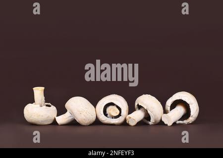 Funghi bottoni coltivati 'Agaricus bisporus' in fila su sfondo scuro con spazio copia Foto Stock