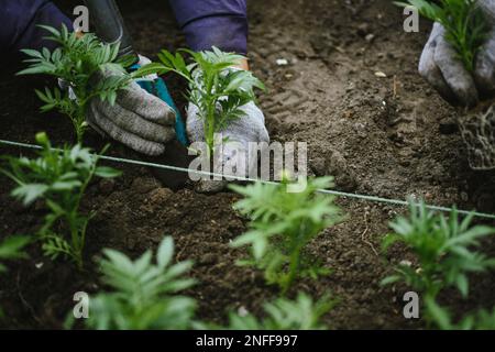 Le mani maschili del giardiniere stanno trapiantando i giovani pianta del fiore nelle file uniformi. Trapianto manuale da parte di un giardiniere di germogli di tagetes per il verde della città Foto Stock